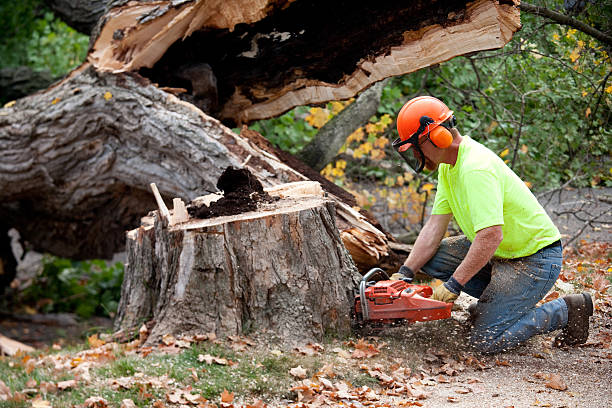 Best Tree Care Services  in Moundville, AL